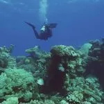 Scuba-Diver-Swims-In-The-Blue-Deep-On-Coral-Garden-At-Safaga