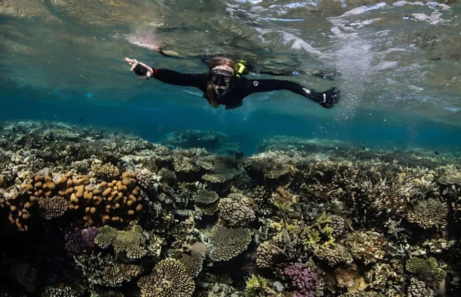 Snorkeler-Passes-Over-Colorful-Corals-In-Shallow-Water-In-The-Red-Sea-Makadi-Bay
