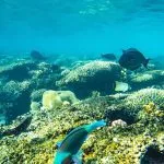 Snorkeling-in-the-Red-Sea-Safaga-Egypt