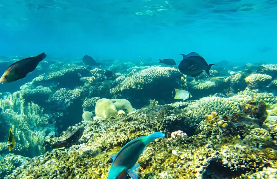 Snorkeling-in-the-Red-Sea-Safaga-Egypt
