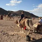 Tourist-Camel-Rides-In-Eastern-Desert-Egypt