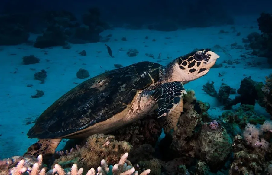 Turtle-In-The-Red-Sea-Near-Safaga-In-Egypt