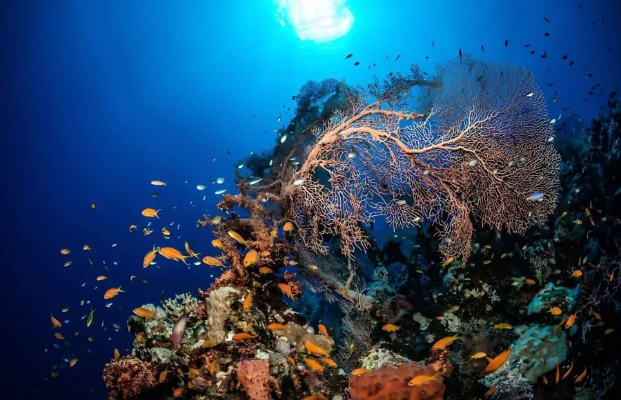 Under-Water-Sea-Fan-In-Soma-Bay