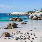 A-vibrant-colony-of-African-penguins-resting-and-walking-on-a-sandy-beach