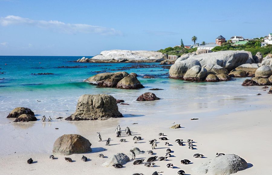 A-vibrant-colony-of-African-penguins-resting-and-walking-on-a-sandy-beach