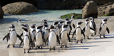 South Africa Attractions