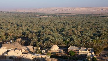 Panoramic aerial view of the huge, lush palm groves and traditional village architecture at Bahariya Oasis, Egypt.