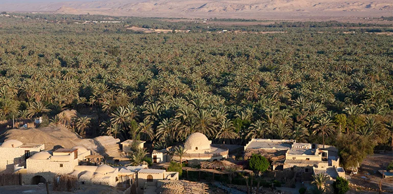 Aerial View Of The Extensive Palm Groves And A Small Settlement At Bahariya Oasis, Egypt.