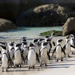 African-Penguin-Colony-at-Boulders-Beach-South-Africa