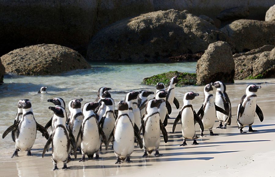 African-Penguin-Colony-at-Boulders-Beach-South-Africa