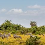African-Safari-in-Amboseli-National-Park