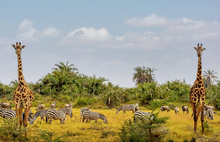 African-Safari-in-Amboseli-National-Park