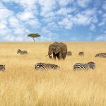 African-elephant-in-the-red-oat-grass-of-the-Masai-Mara-in-Kenya