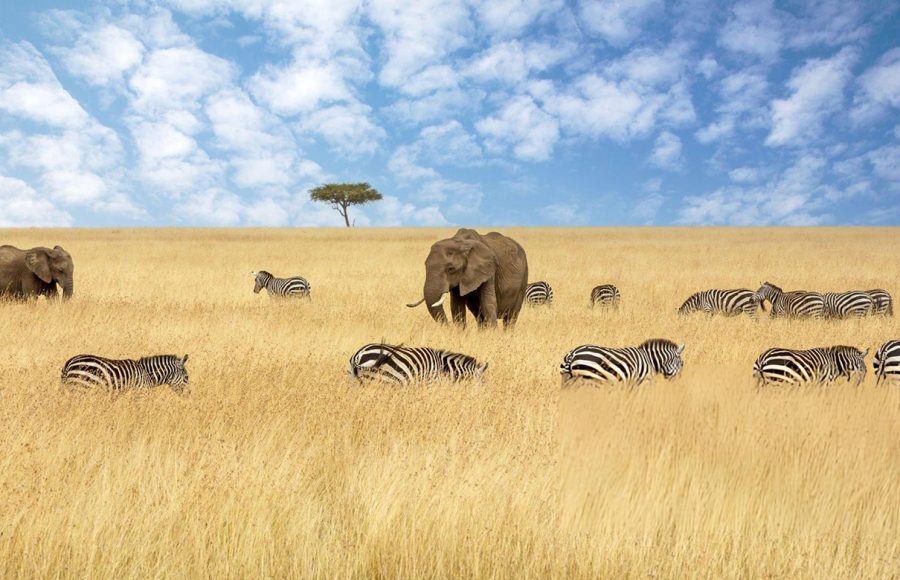 African-elephant-in-the-red-oat-grass-of-the-Masai-Mara-in-Kenya