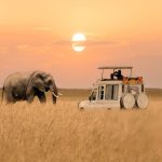 African-elephant-walking-with-tourist-car-during-sunset-at-Masai-Mara-National-Reserve