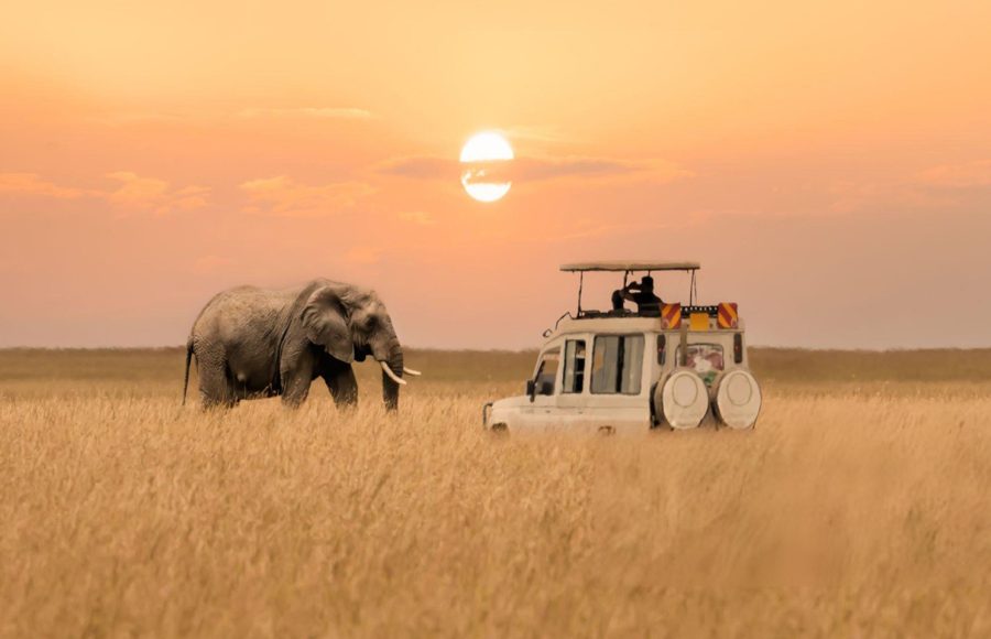 African-elephant-walking-with-tourist-car-during-sunset-at-Masai-Mara-National-Reserve