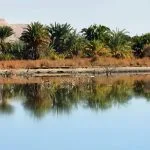 The tranquil blue lake at Al Farafra Oasis In The Sahara Lake In The Desert Egypt, showing lush green palm trees and vegetation reflecting perfectly on the water.