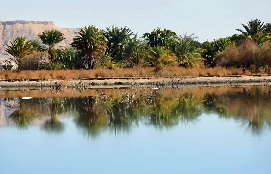 The tranquil blue lake at Al Farafra Oasis In The Sahara Lake In The Desert Egypt, showing lush green palm trees and vegetation reflecting perfectly on the water.