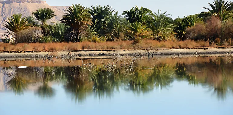 Serene Desert Lake Surrounded By Palm Trees At Farafra Oasis In Egypt's Western Desert.
