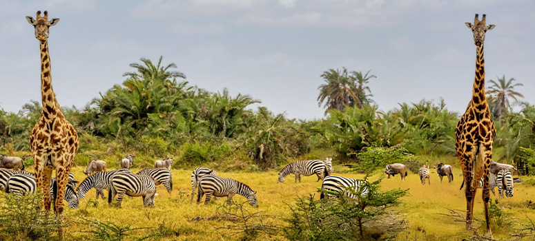 Day 9: Nairobi to Amboseli National Park