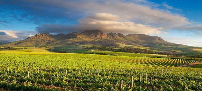 Day 8: Explore the Cape Winelands 