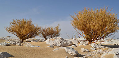 Farafra Oasis Attractions