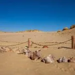 The fossilized vertebrae and ribs of a prehistoric whale skeleton at Wadi el Hitan, Fayoum, Egypt, laid out on the sand and protected by a low chain barrier.