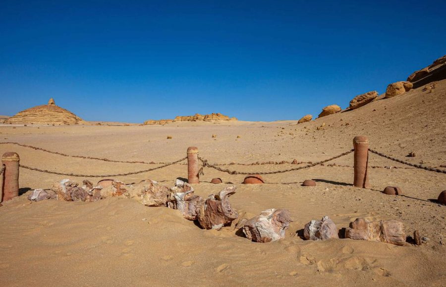 The fossilized vertebrae and ribs of a prehistoric whale skeleton at Wadi el Hitan, Fayoum, Egypt, laid out on the sand and protected by a low chain barrier.