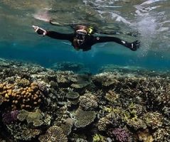 A man snorkeling in the Red Sea, a popular activity in Egypt trip packages from India.