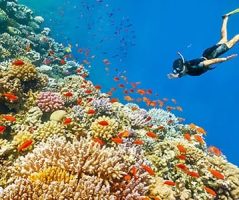 Snorkeling vibrant Red Sea reefs is a highlight of Egypt Vacation From Canada. A snorkeler swimming over a vibrant coral reef in the Red Sea, a popular activity on tour packages from Canada to Egypt.