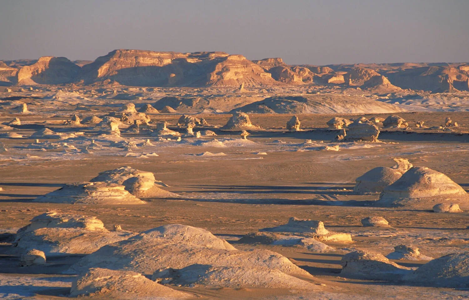 A wide, panoramic view of the Egypt Western Desert White Desert formations, showing numerous white chalk rock outcrops against a tan desert and distant plateau.