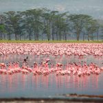 Flamingos-wading-in-shallow-lake-water-with-trees-in-background