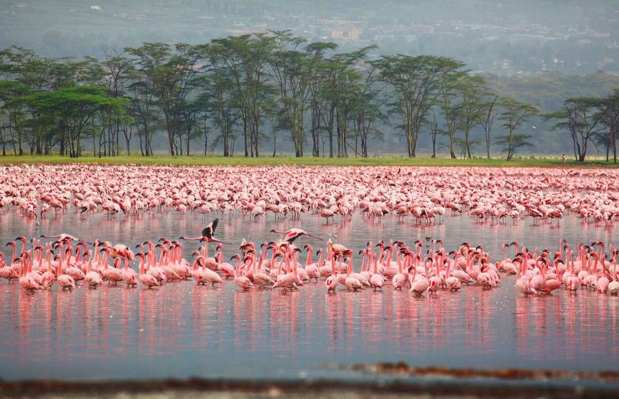 Flamingos-wading-in-shallow-lake-water-with-trees-in-background