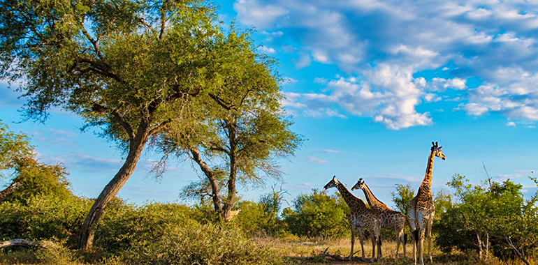 Giraffe in the bush of Kruger national park in South Africa