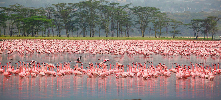 Day 4: Maasai Mara to Lake Nakuru National Park