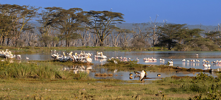 Day 12: Lake Nakuru National Park Safari