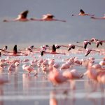 Large-flock-of-pink-flamingos-wading-in-a-shallow-lake-with-acacia-trees-along-the-shoreline