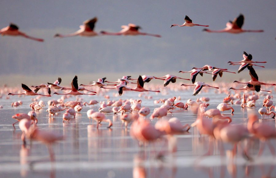 Large-flock-of-pink-flamingos-wading-in-a-shallow-lake-with-acacia-trees-along-the-shoreline