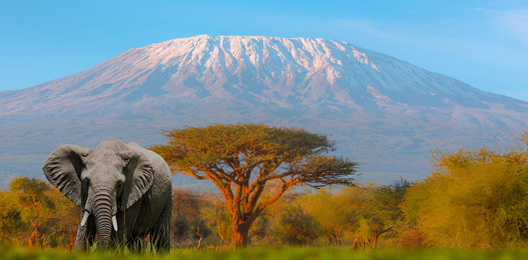 Mount Kilimanjaro with Acacia in tanzania