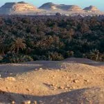 An expansive view of lush Palm groves in the Siwa oasis at dawn, stretching into the distance with the distinct, rocky, tiered profile of Gebel Dakrour in the background.