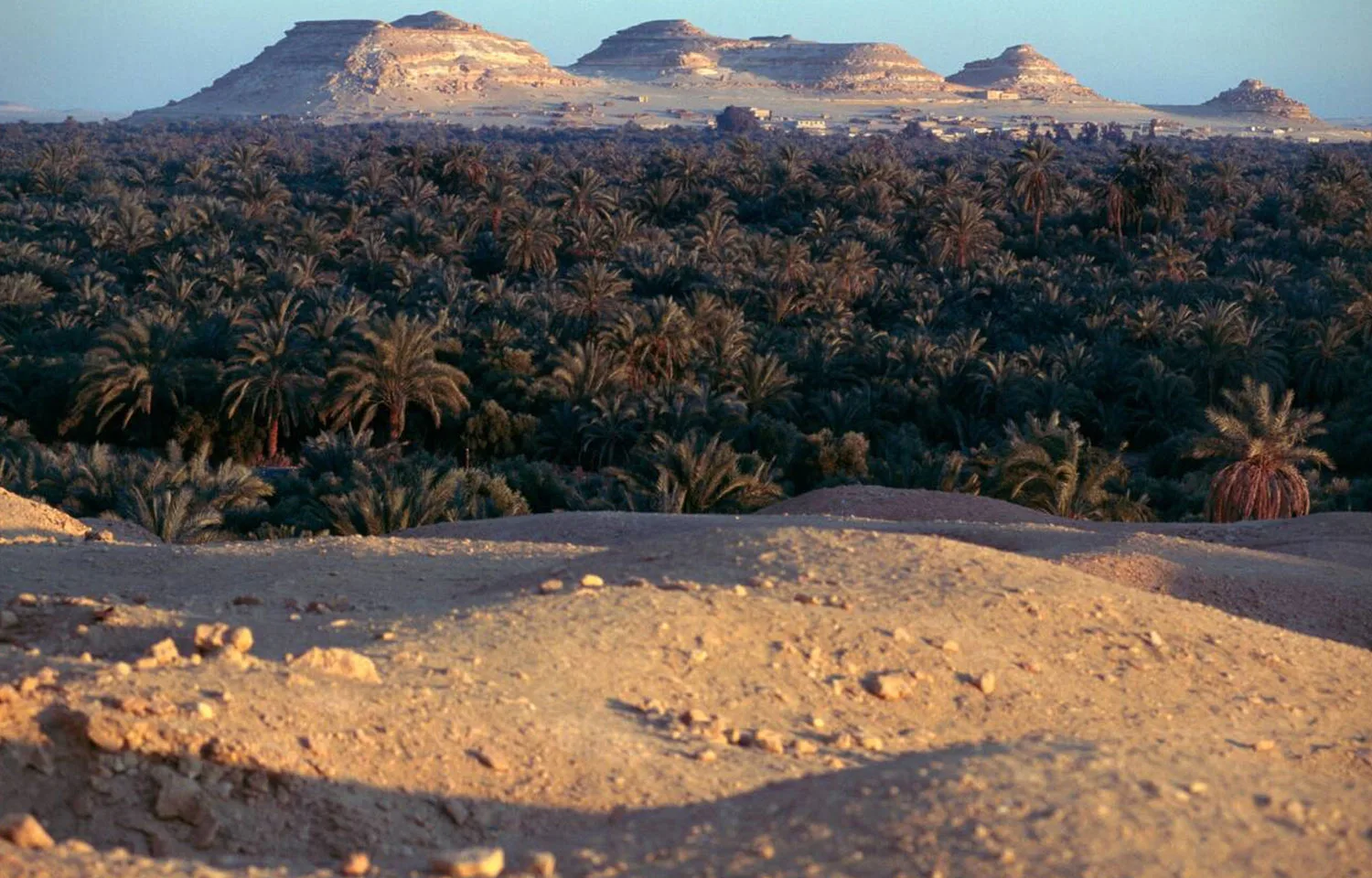 An expansive view of lush Palm groves in the Siwa oasis at dawn, stretching into the distance with the distinct, rocky, tiered profile of Gebel Dakrour in the background.