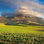 Panoramic-View-of-Cape-Winelands-Vineyards-and-Mountains