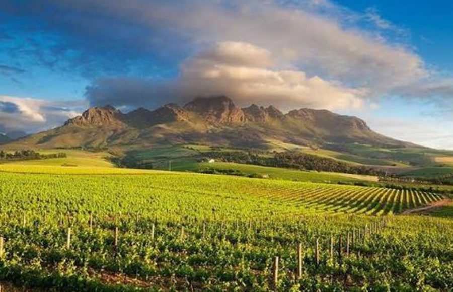 Panoramic-View-of-Cape-Winelands-Vineyards-and-Mountains