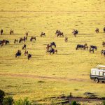 Safari-car-with-wildebeests-in-Masai-Mara-national-park