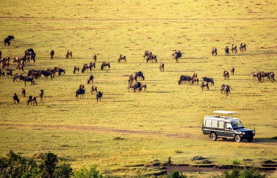 Safari-car-with-wildebeests-in-Masai-Mara-national-park