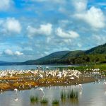Scenic-view-of-the-Pelicans-and-Flamingos-feeding-in-Lake-Nakuru-in-the-Rift-valley