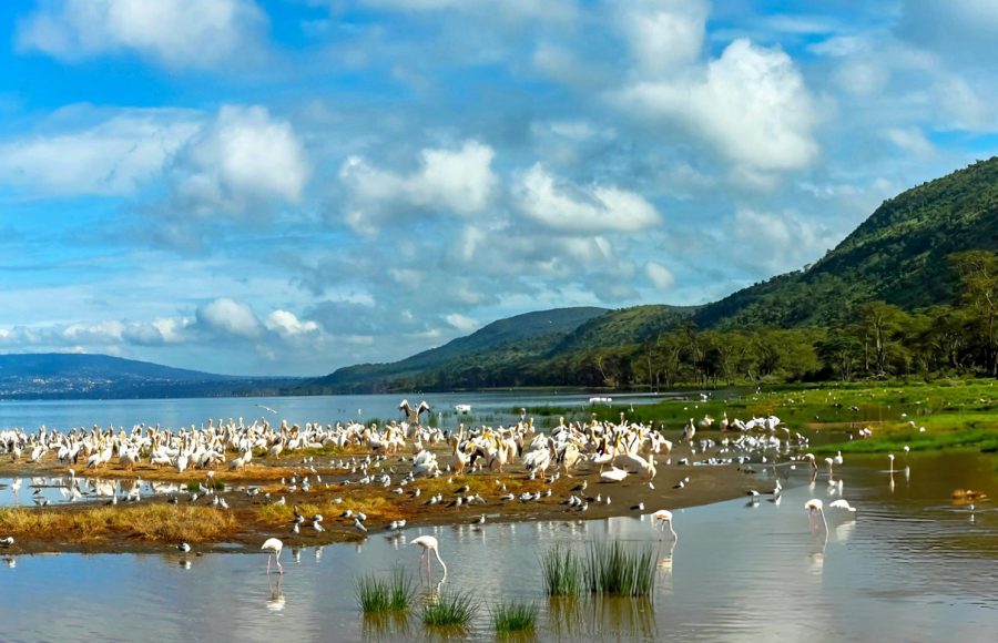 Scenic-view-of-the-Pelicans-and-Flamingos-feeding-in-Lake-Nakuru-in-the-Rift-valley