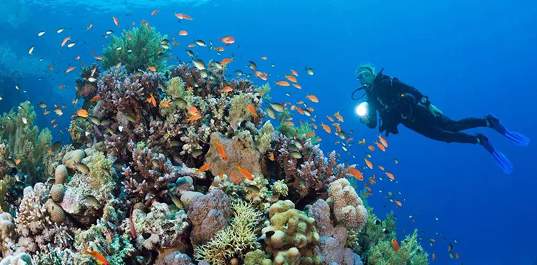 Scuba Diving Adventure In Red Sea Egypt.jpg
