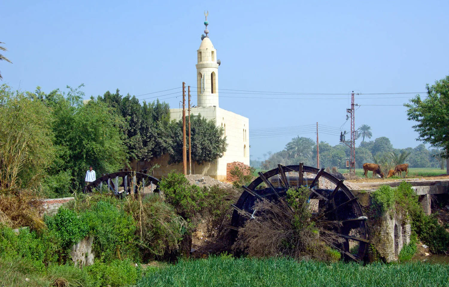 Traditional wooden Water-wheels (Sakiya) covered in lush green vegetation, pumping water from irrigation canals outside of El Fayoum, Egypt, with a white mosque and minaret in the background.