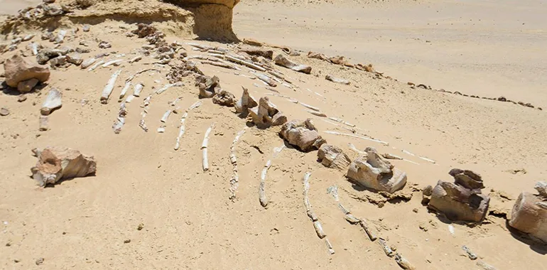 Fossilized Whale Skeleton Embedded In The Sand At Wadi El Hitan (Whale Valley) In Fayoum, A Unique Stop For An Egypt Desert Adventure.
